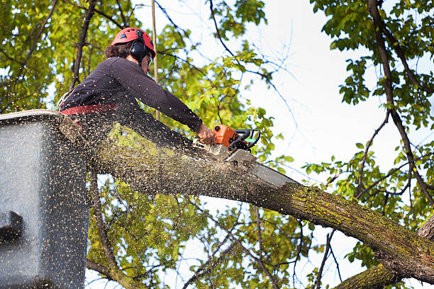 Lawn Pest Prevention in Krebs, OK